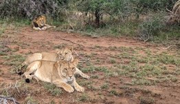 Kenya - Safari varié et complet idéal en famille